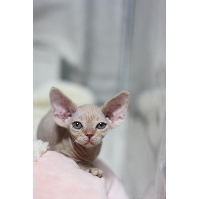 販売中の福岡県のデボンレックス-136059