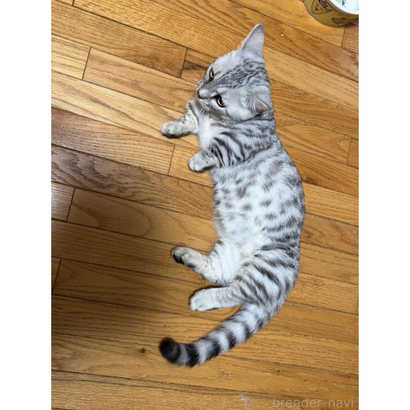 販売中の東京都のジェネッタ-137737の9枚目