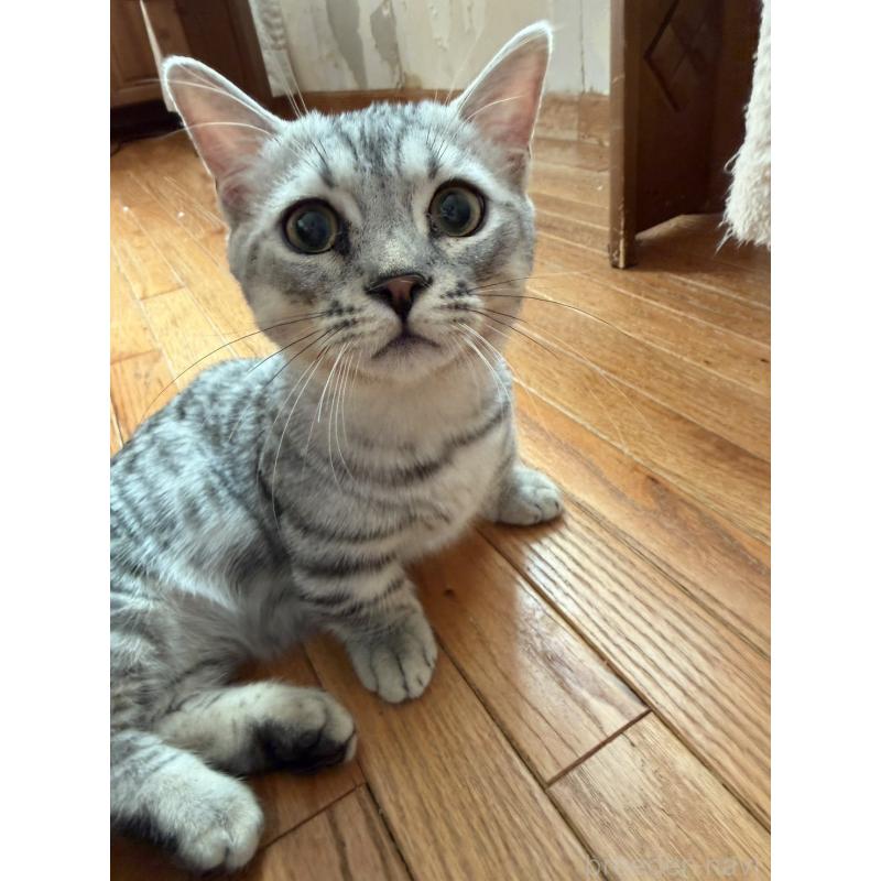 販売中の東京都のジェネッタ-137737の7枚目