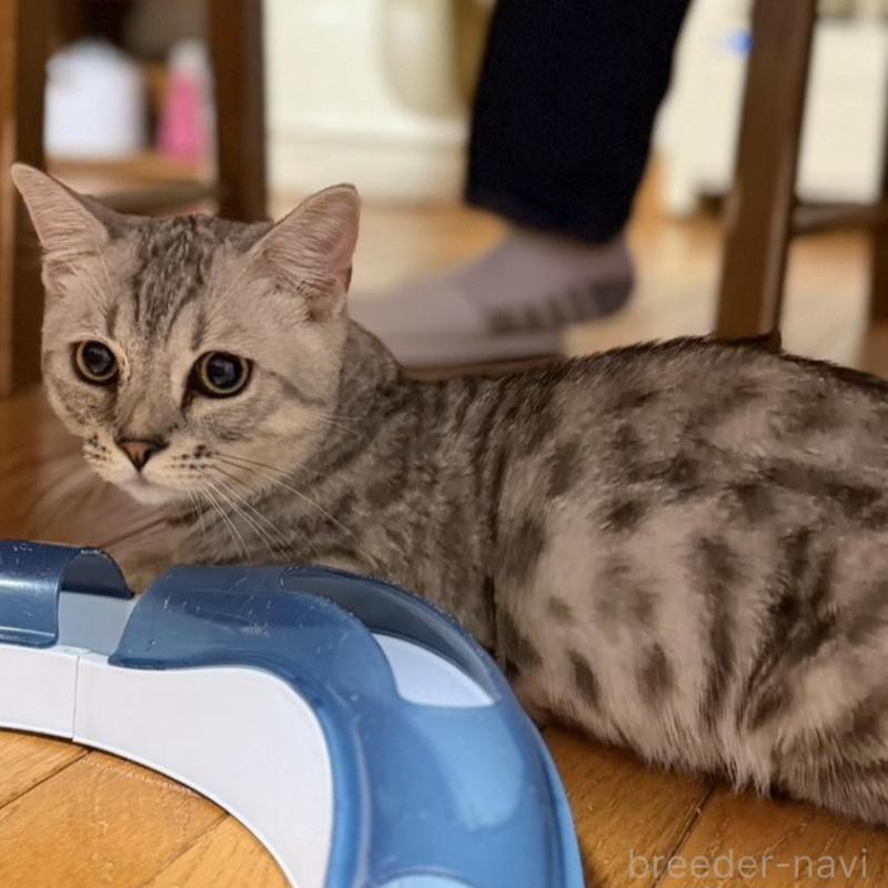 販売中の東京都のジェネッタ-137737の6枚目