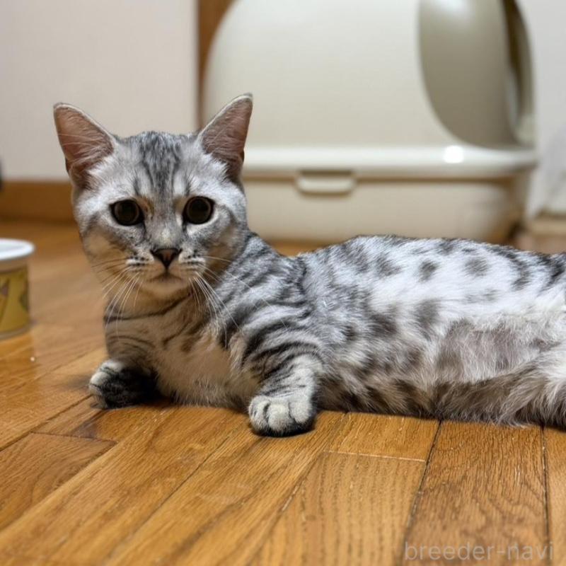 販売中の東京都のジェネッタ-137737の5枚目