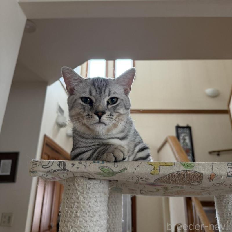 販売中の東京都のジェネッタ-137737の3枚目