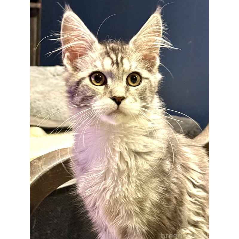 販売中の東京都のメインクーン-137738の6枚目