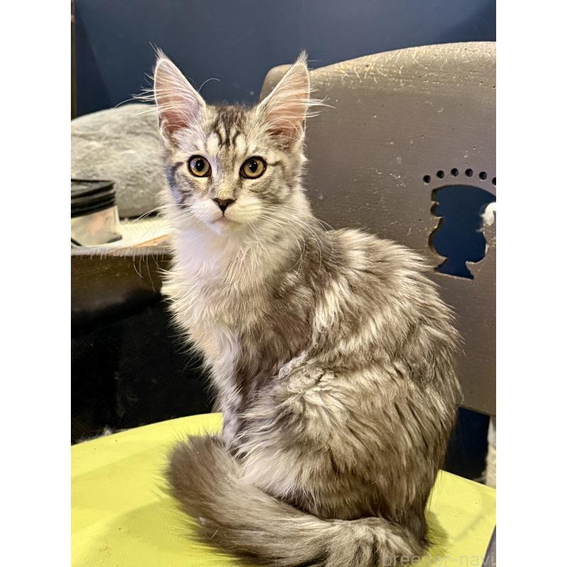 販売中の東京都のメインクーン-137738の4枚目