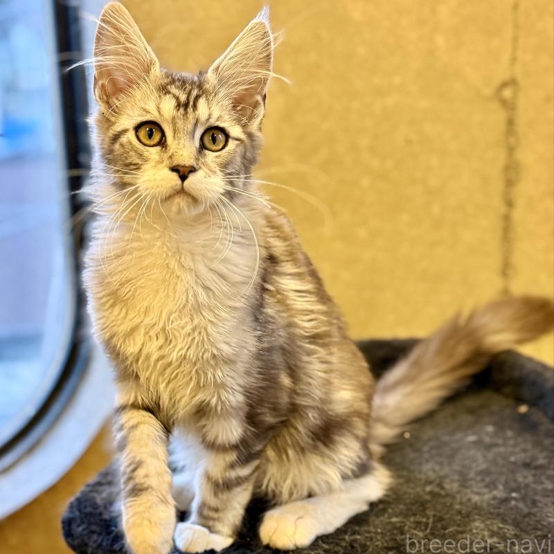 販売中の東京都のメインクーン-137738の1枚目