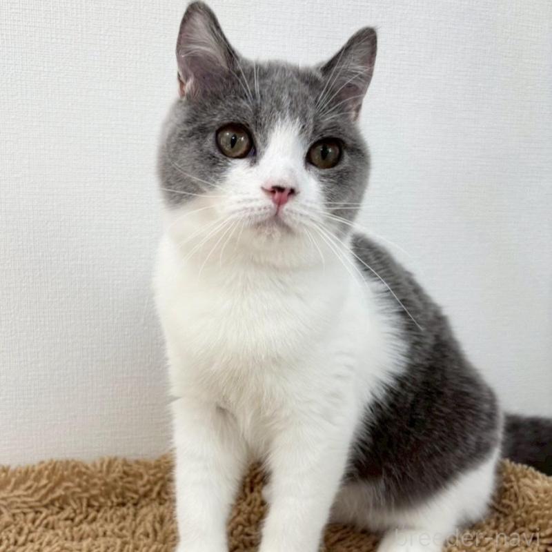 販売中の静岡県のブリティッシュショートヘア-137739