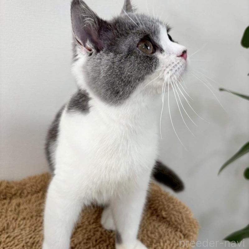 販売中の静岡県のブリティッシュショートヘア-137739の6枚目