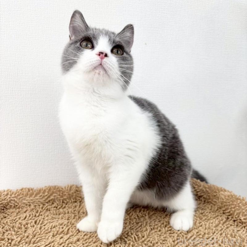 販売中の静岡県のブリティッシュショートヘア-137739の5枚目