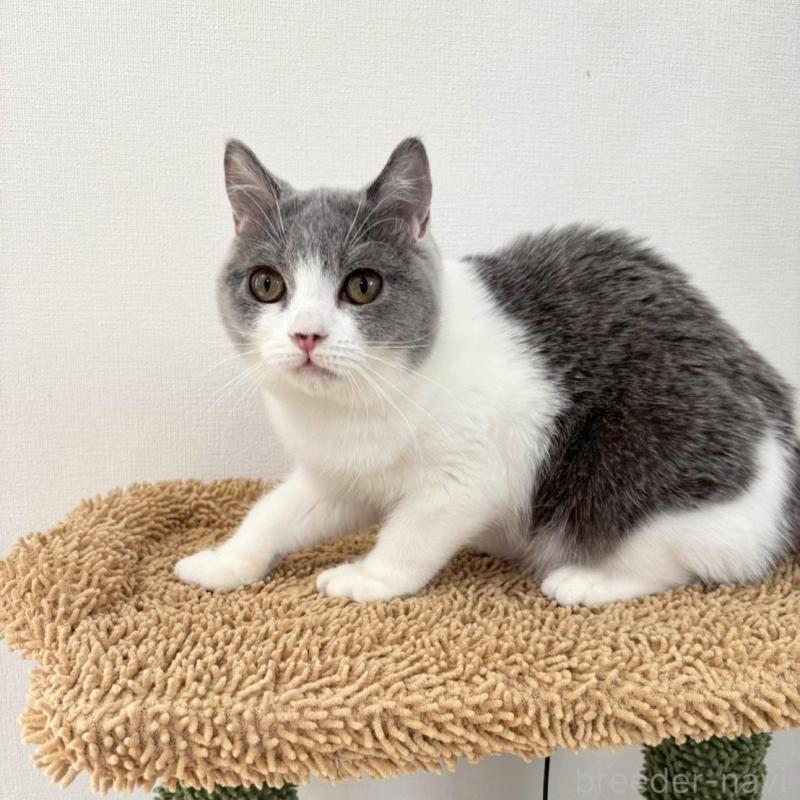 販売中の静岡県のブリティッシュショートヘア-137739の4枚目