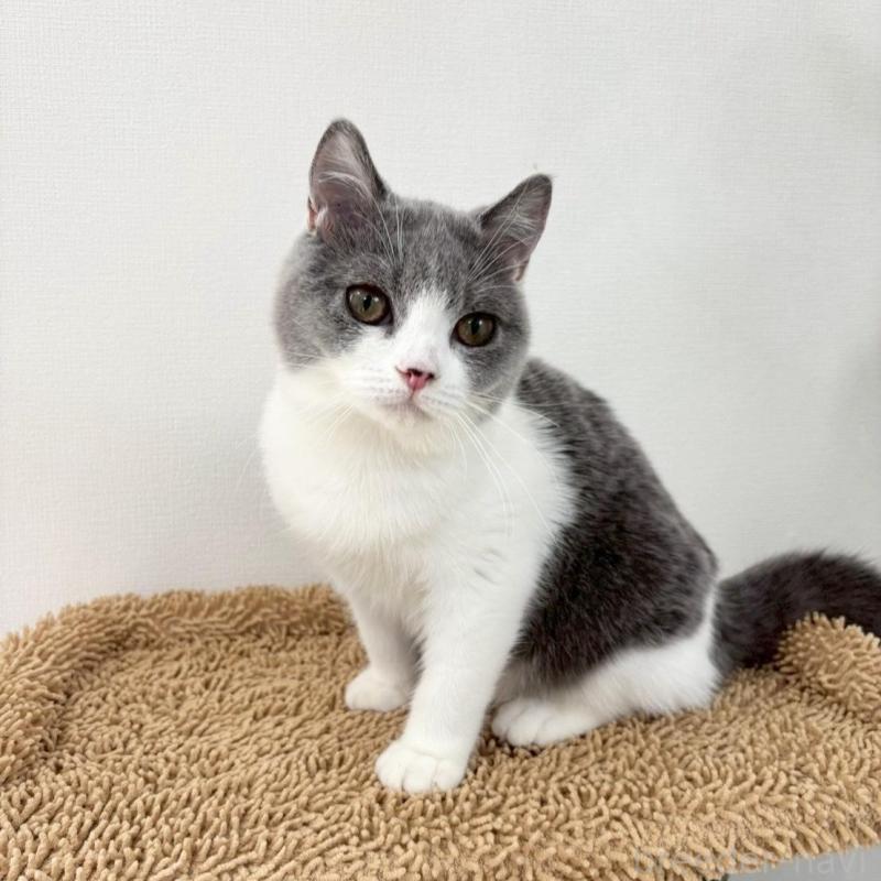 販売中の静岡県のブリティッシュショートヘア-137739の3枚目