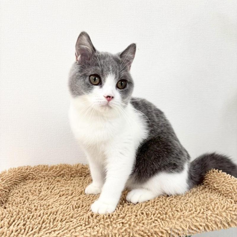 販売中の静岡県のブリティッシュショートヘア-137739の2枚目