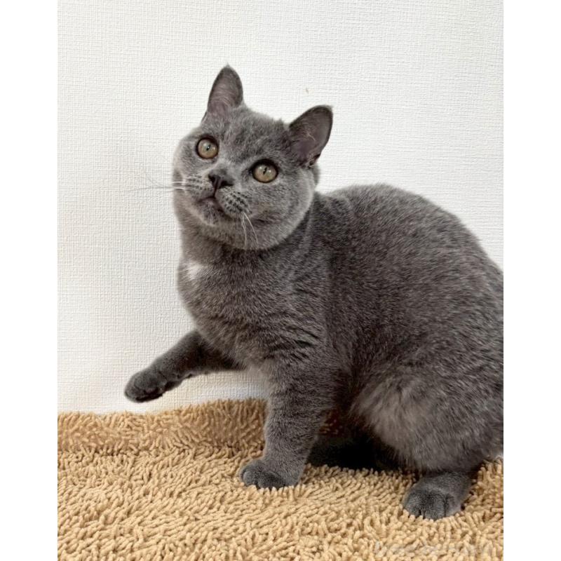 販売中の静岡県のブリティッシュショートヘア-137740の6枚目