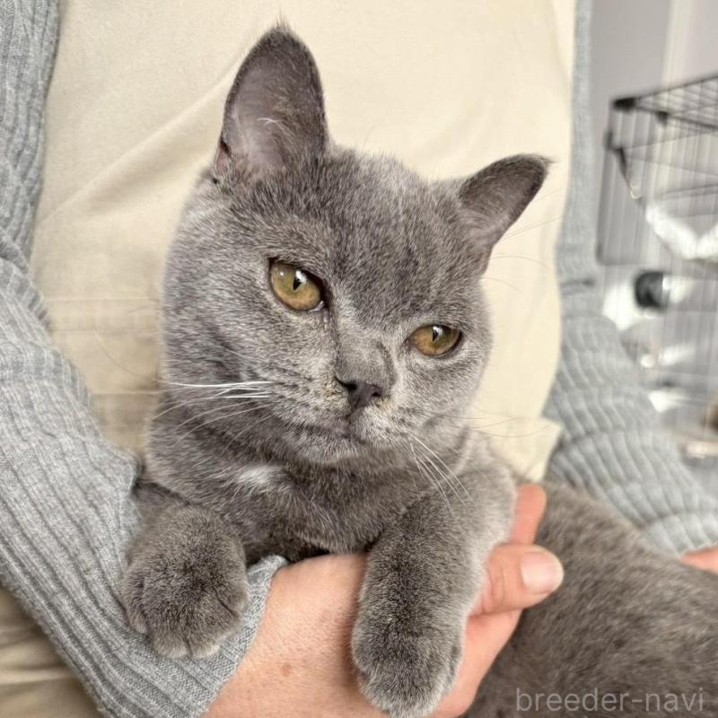 販売中の静岡県のブリティッシュショートヘア-137740の5枚目