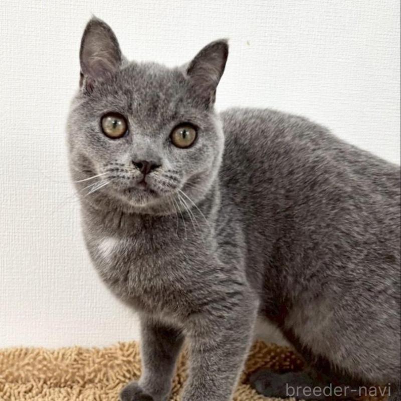 販売中の静岡県のブリティッシュショートヘア-137740の4枚目