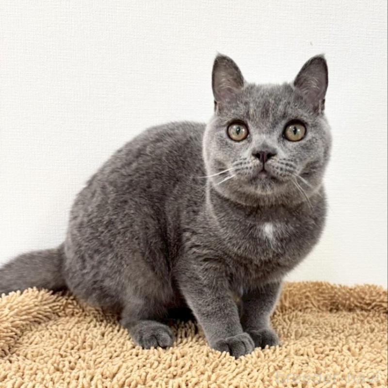 販売中の静岡県のブリティッシュショートヘア-137740の3枚目