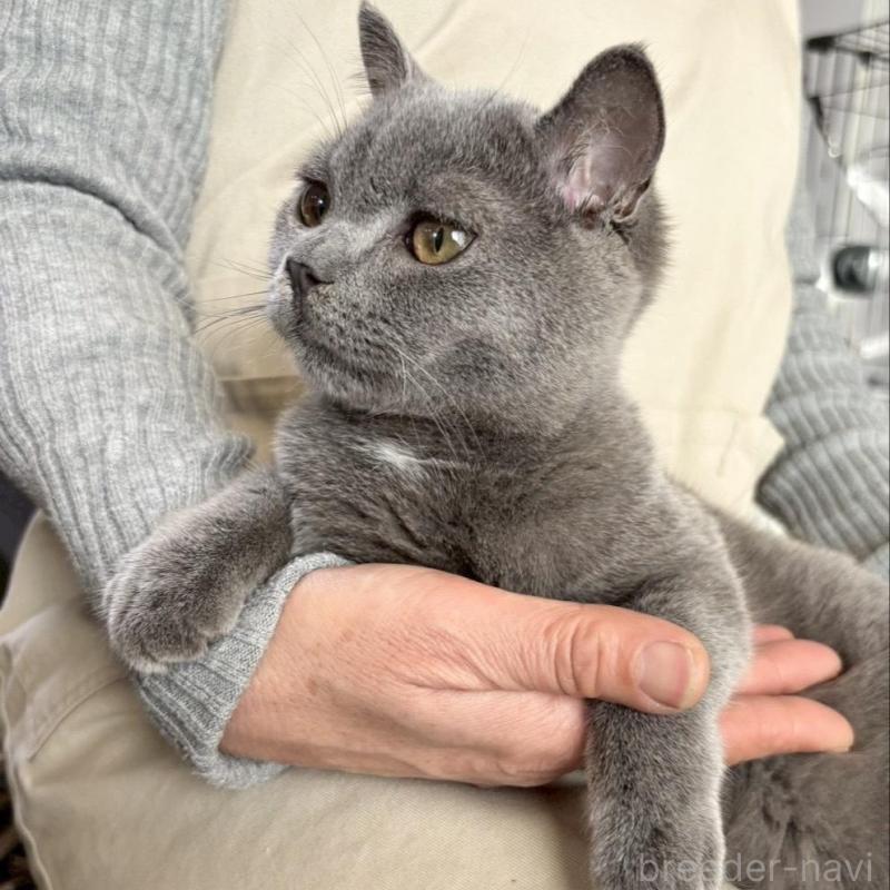 販売中の静岡県のブリティッシュショートヘア-137740の2枚目