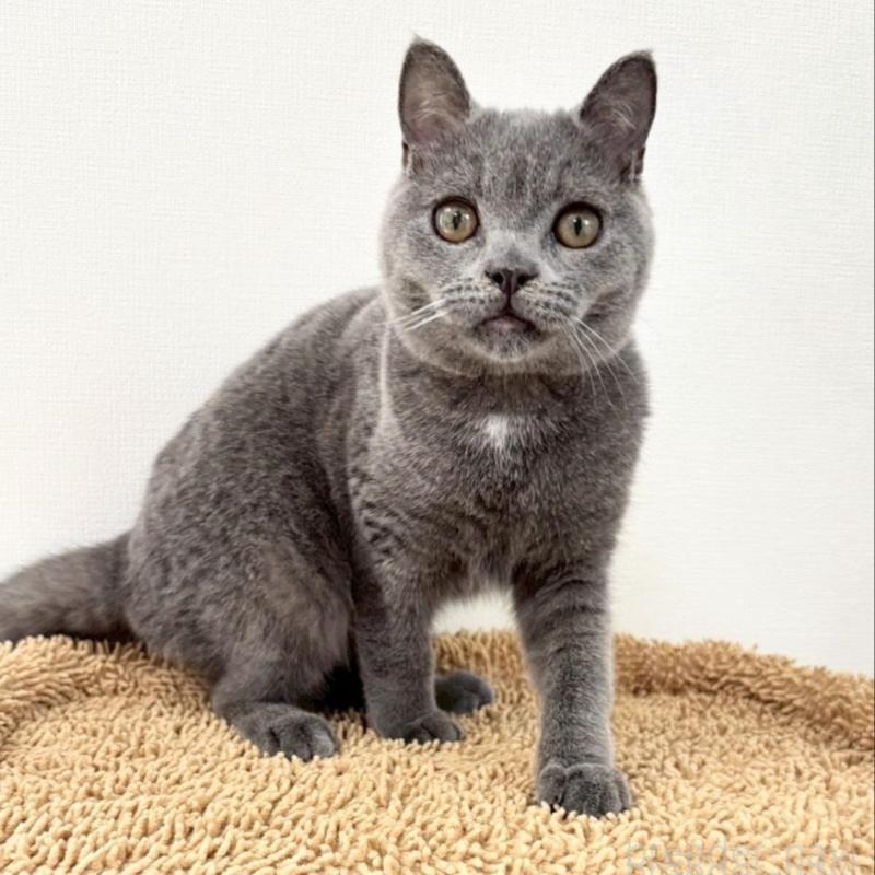 販売中の静岡県のブリティッシュショートヘア-137740の1枚目