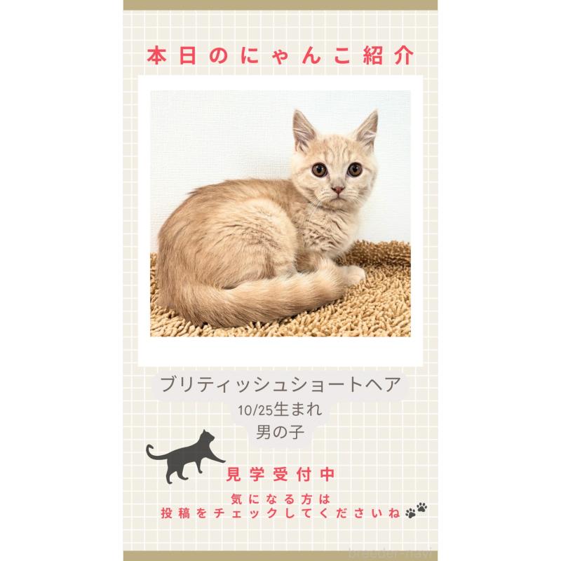 販売中の静岡県のブリティッシュショートヘア-137741の7枚目