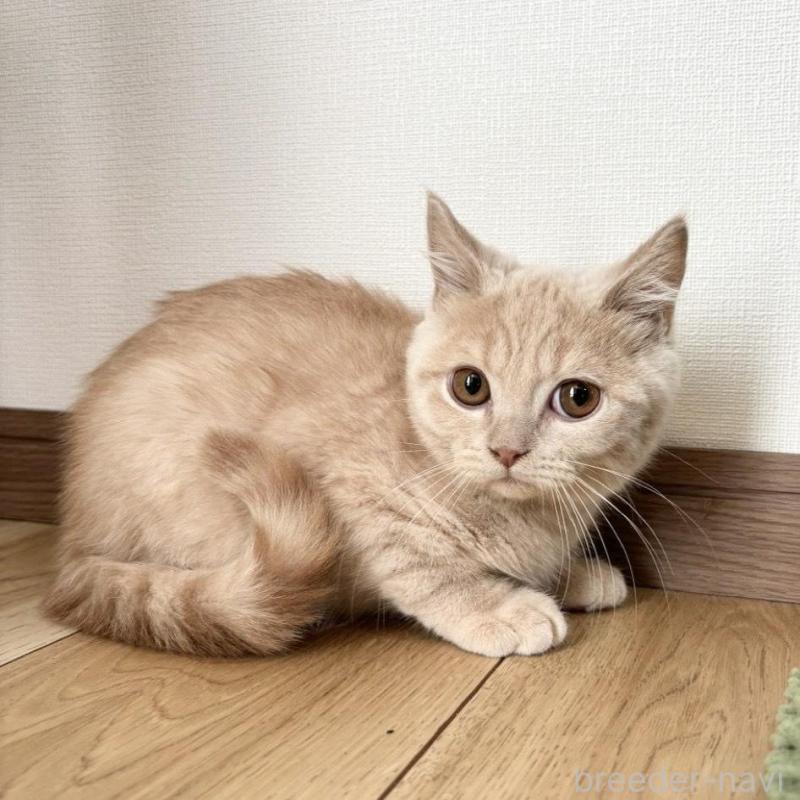 販売中の静岡県のブリティッシュショートヘア-137741