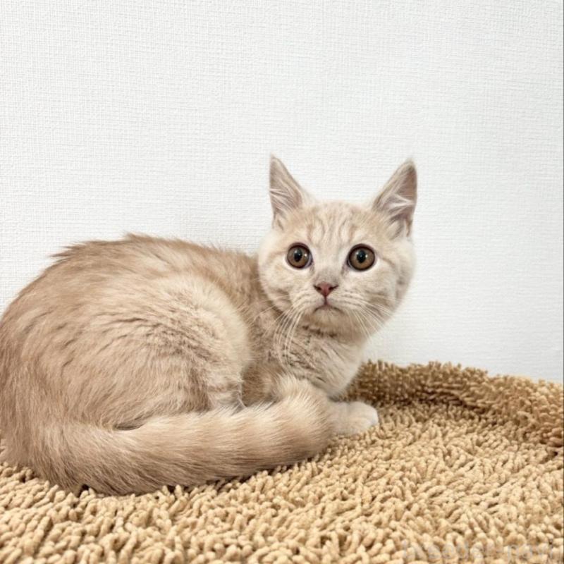 販売中の静岡県のブリティッシュショートヘア-137741の6枚目