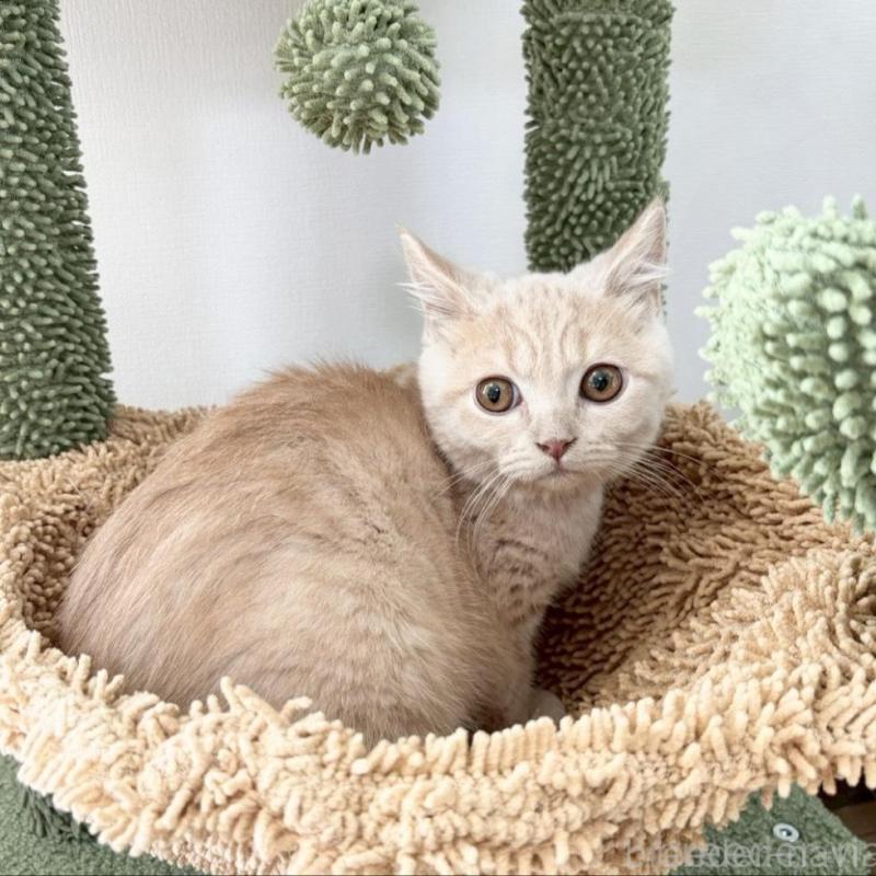 販売中の静岡県のブリティッシュショートヘア-137741の5枚目