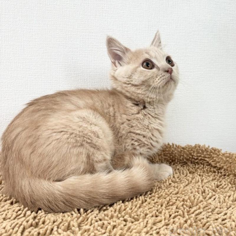 販売中の静岡県のブリティッシュショートヘア-137741の4枚目