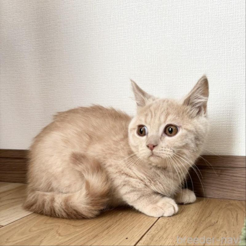 販売中の静岡県のブリティッシュショートヘア-137741の3枚目