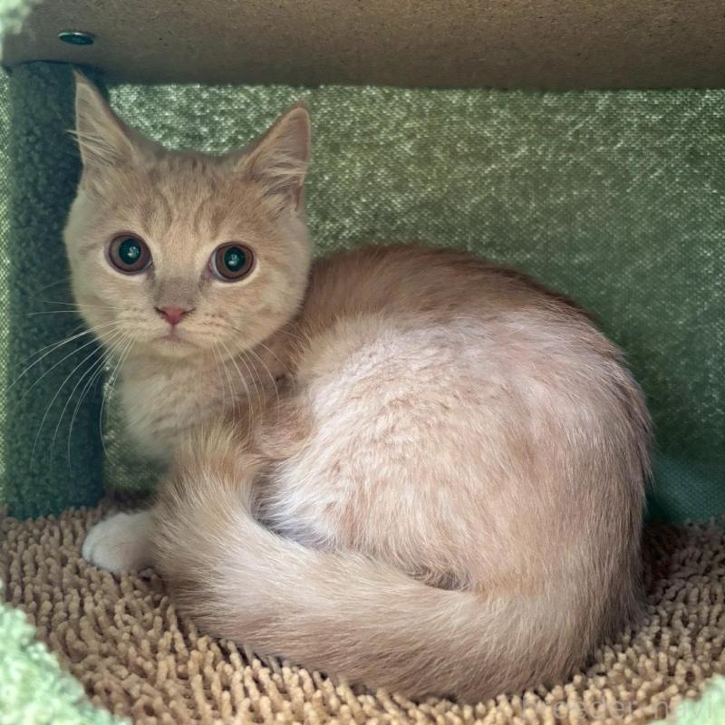 販売中の静岡県のブリティッシュショートヘア-137741の2枚目