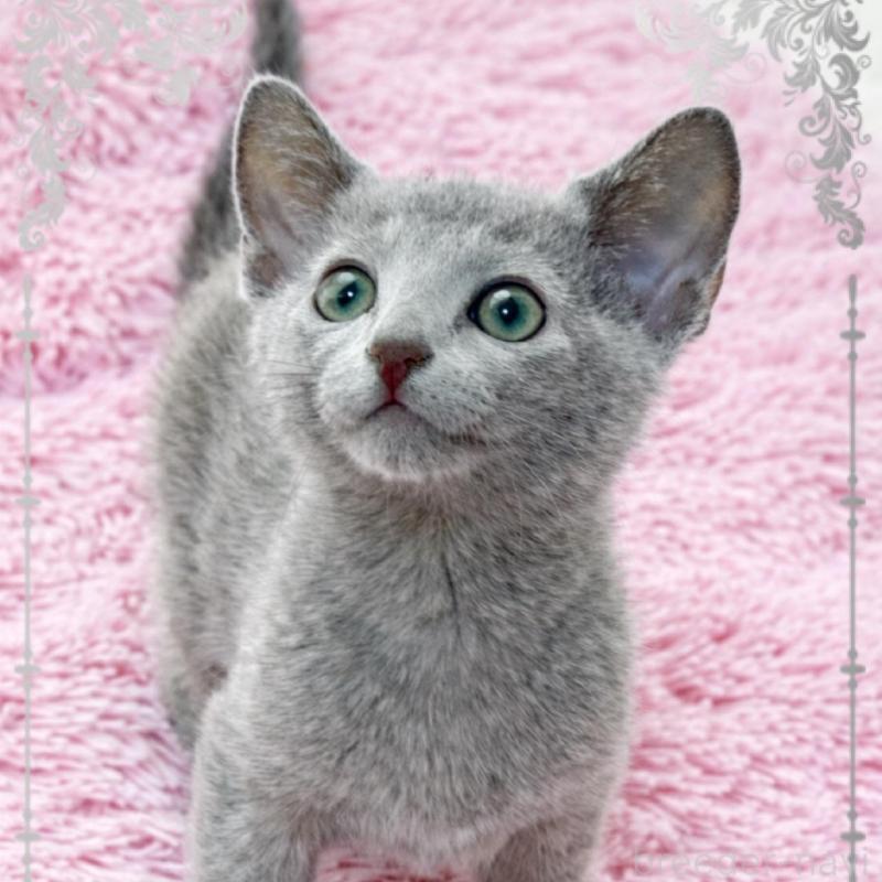 販売中の埼玉県のロシアンブルー-137742の3枚目