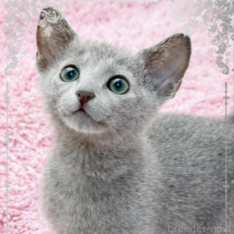 販売中の埼玉県のロシアンブルー-137742の2枚目