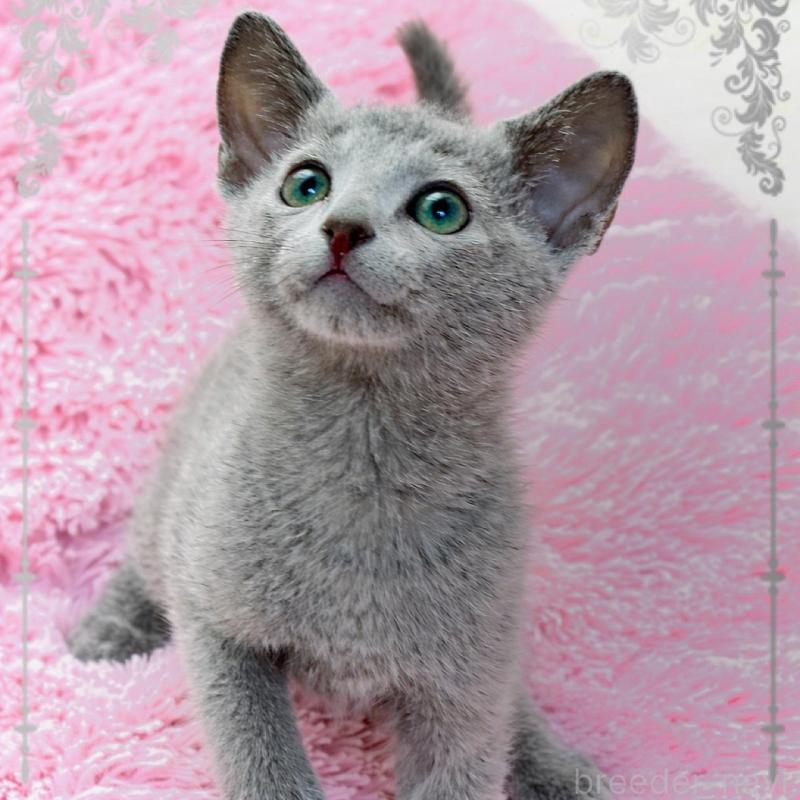 販売中の埼玉県のロシアンブルー-137742の1枚目