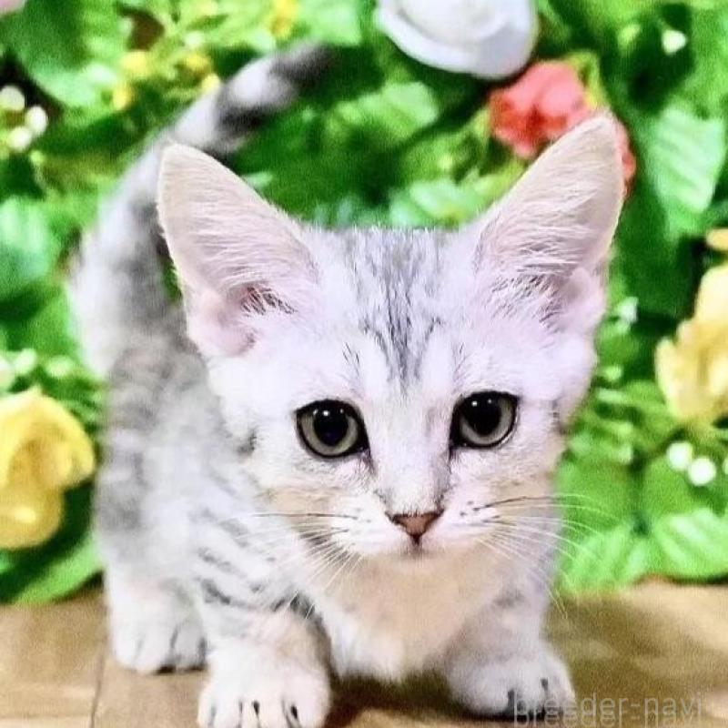 販売中の東京都のマンチカン(短足)-137743の1枚目