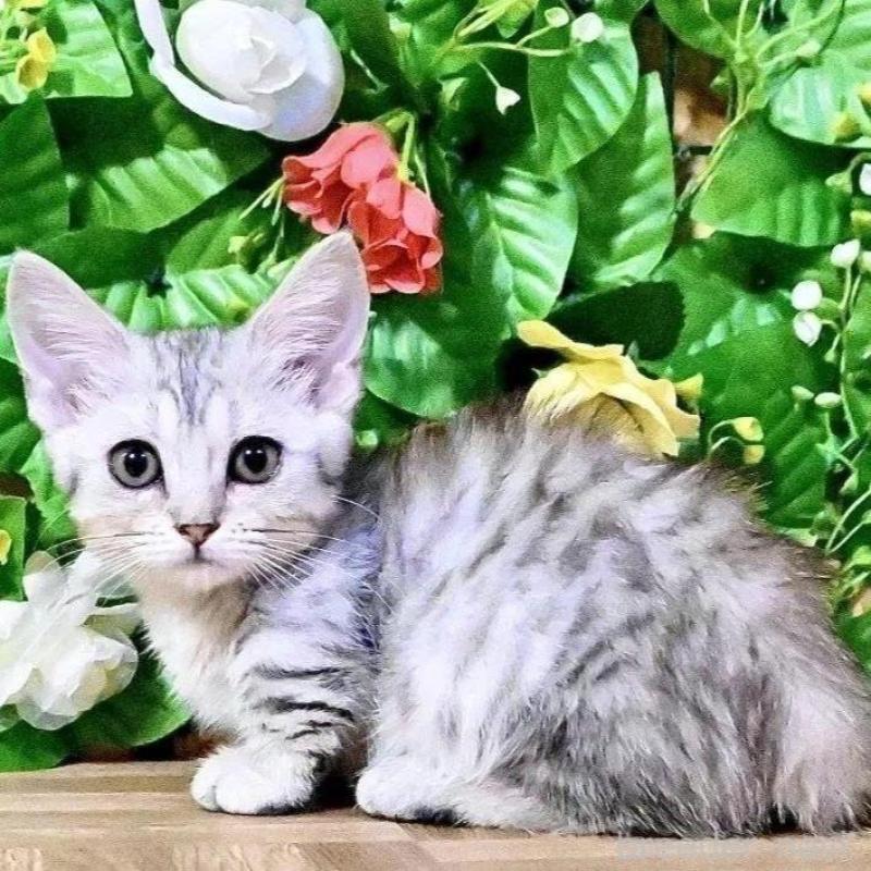 販売中の東京都のマンチカン(短足)-137743の2枚目