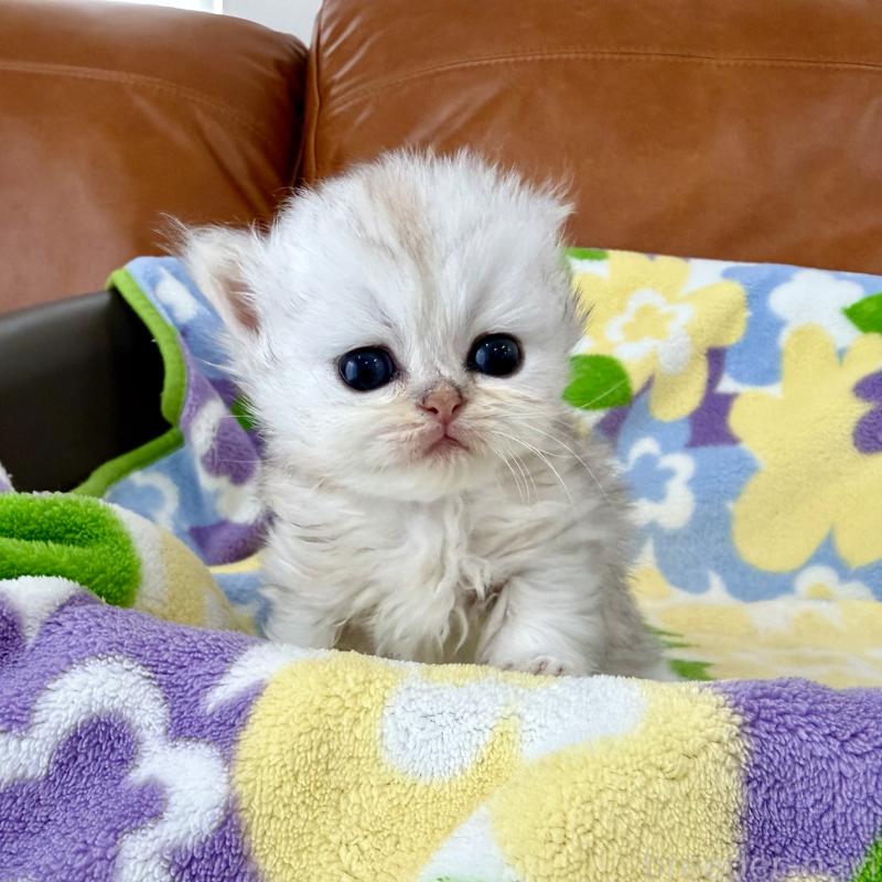 販売中の神奈川県のペルシャ(チンチラ)-137744の1枚目