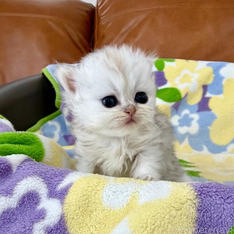 販売中の神奈川県のペルシャ(チンチラ)-137744の9枚目