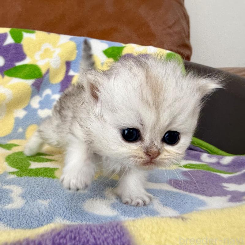 販売中の神奈川県のペルシャ(チンチラ)-137744の8枚目