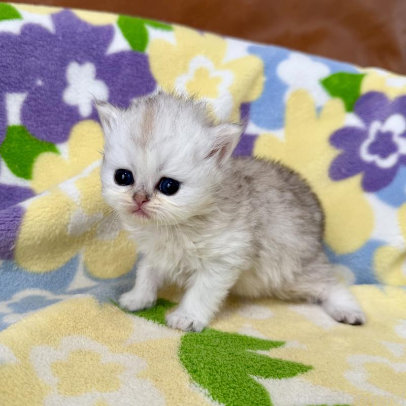 販売中の神奈川県のペルシャ(チンチラ)-137744の7枚目