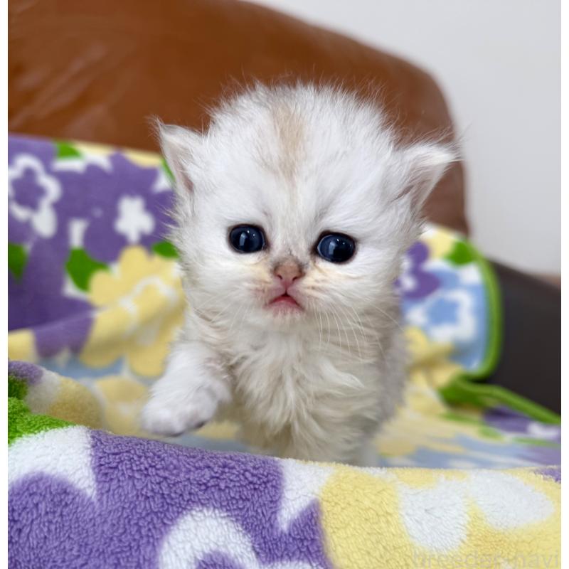 販売中の神奈川県のペルシャ(チンチラ)-137744の6枚目