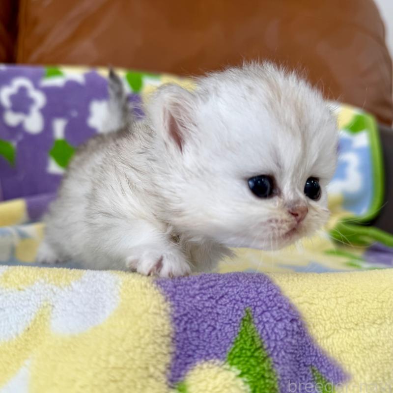 販売中の神奈川県のペルシャ(チンチラ)-137744の5枚目