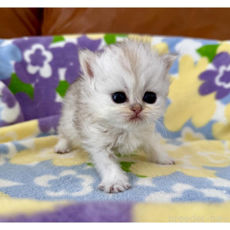 販売中の神奈川県のペルシャ(チンチラ)-137744の3枚目