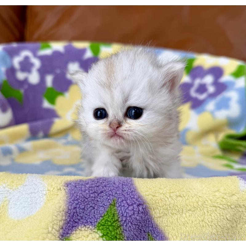 販売中の神奈川県のペルシャ(チンチラ)-137744の2枚目