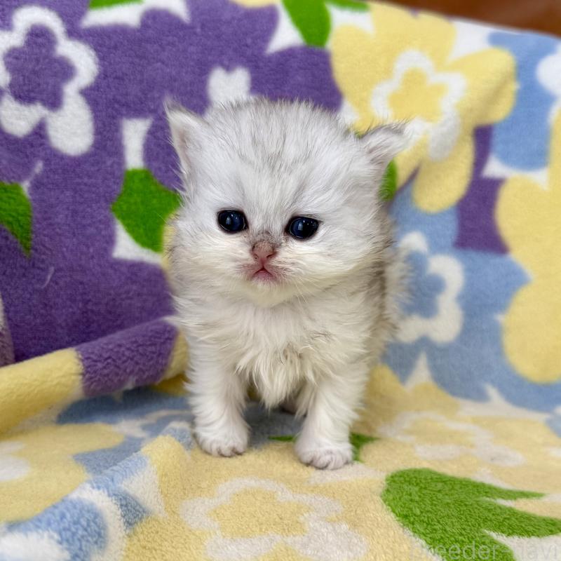 販売中の神奈川県のペルシャ(チンチラ)-137745の9枚目