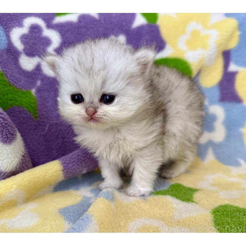 販売中の神奈川県のペルシャ(チンチラ)-137745の7枚目