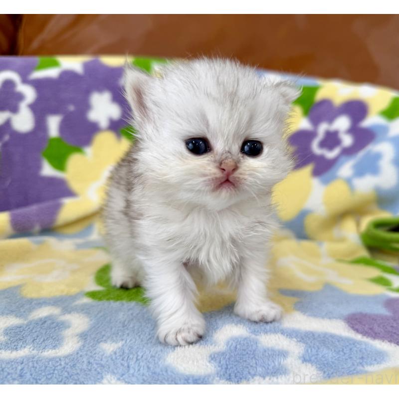 販売中の神奈川県のペルシャ(チンチラ)-137745の5枚目