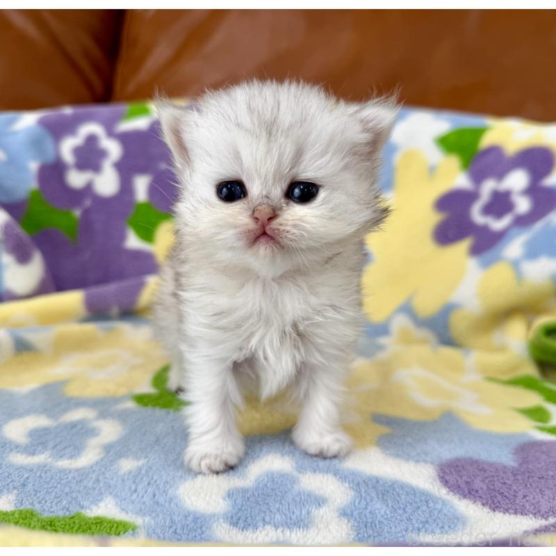 販売中の神奈川県のペルシャ(チンチラ)-137745の4枚目