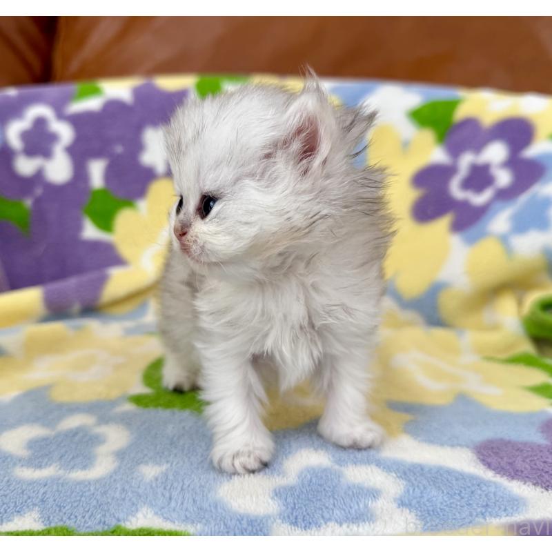 販売中の神奈川県のペルシャ(チンチラ)-137745の3枚目