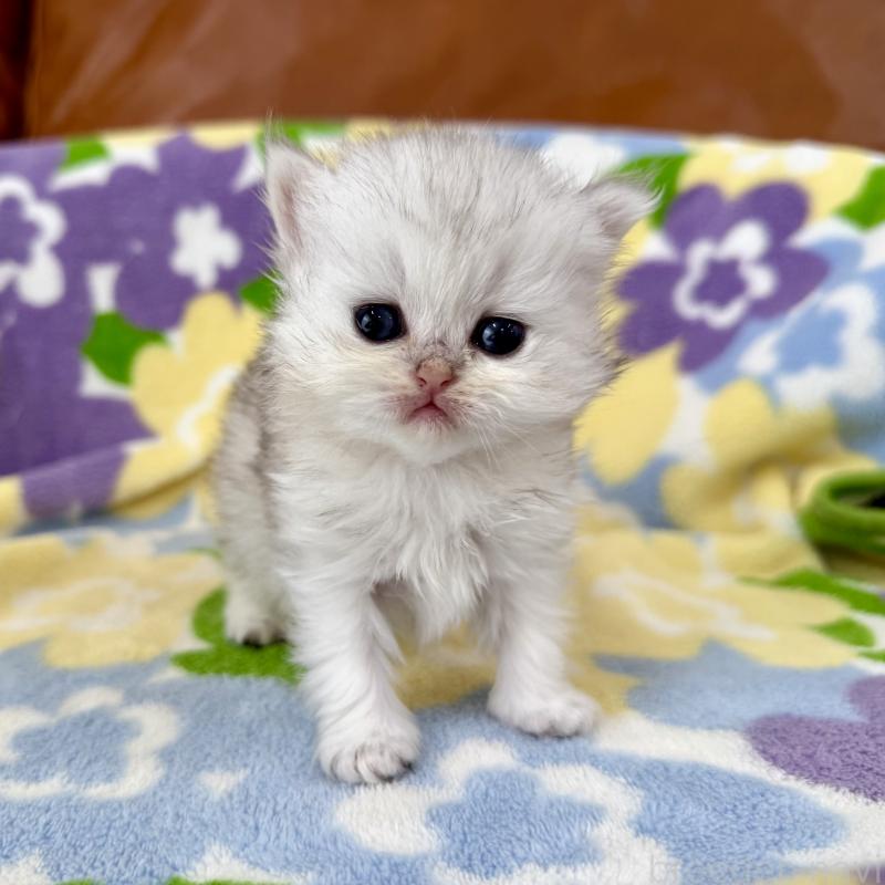 販売中の神奈川県のペルシャ(チンチラ)-137745