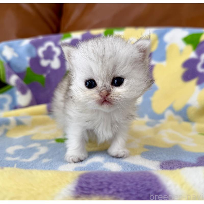 販売中の神奈川県のペルシャ(チンチラ)-137745の2枚目