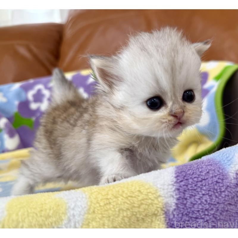 販売中の神奈川県のペルシャ(チンチラ)-137746の9枚目