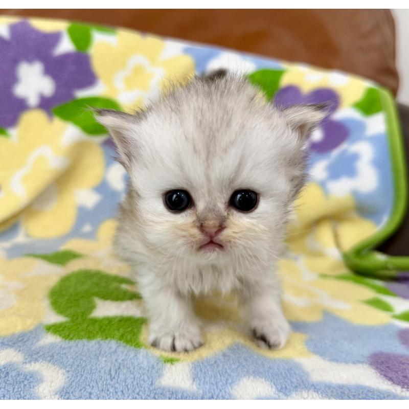 販売中の神奈川県のペルシャ(チンチラ)-137746の8枚目